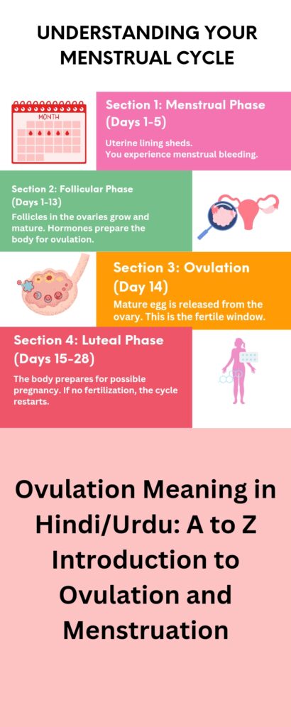 Ovulation Meaning in hindi/urdu: A to Z Introduction to Ovulation and Menstruation