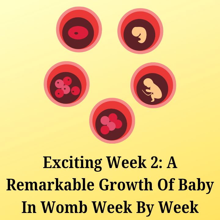 Exciting Week 2: A Remarkable Growth Of Baby In Womb Week By Week